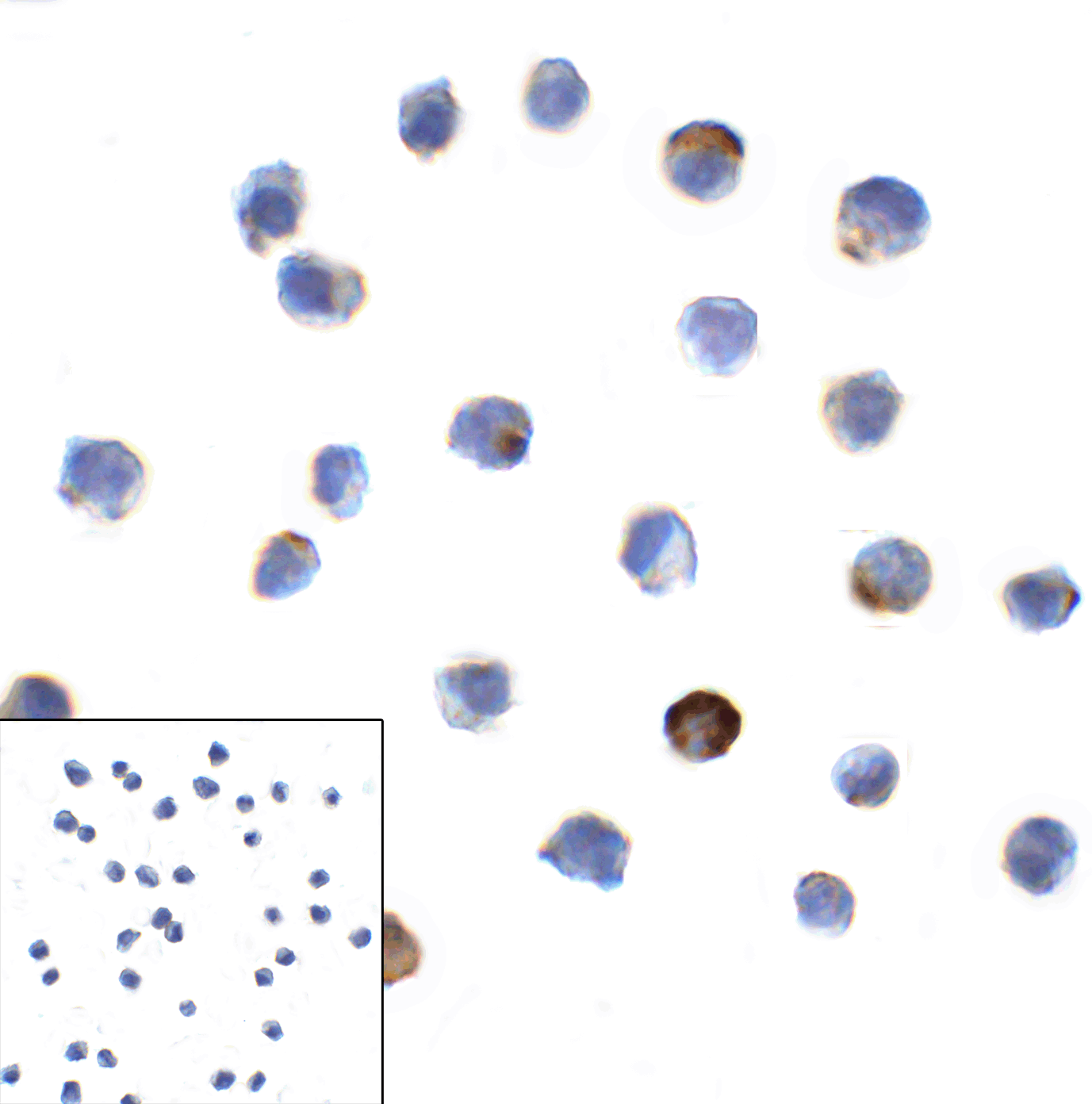 Monoclonal Mouse anti-Human LAG3 Antibody (clone 6B12, IHC, IF)