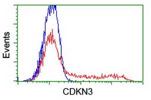 CDKN3 / KAP Antibody (clone OTI2H10)