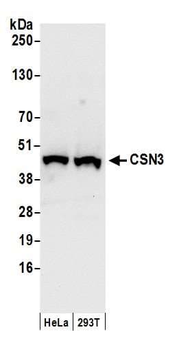 COPS3 / CSN3 Antibody (aa325-375)