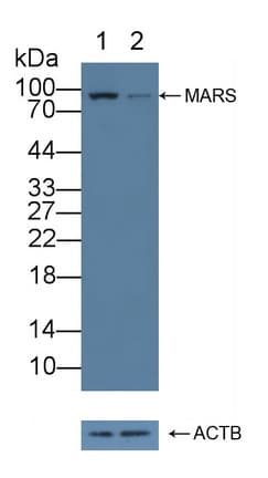 Polyclonal Rabbit anti-Mouse MARS Antibody (WB)
