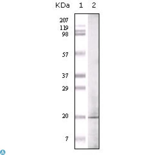 EHMT1 Antibody