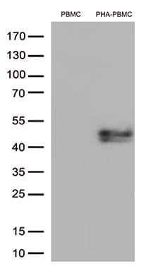 Monoclonal Mouse anti-Human TNFRSF4 / CD134 / OX40 Antibody (clone UMAB277, IHC, WB)