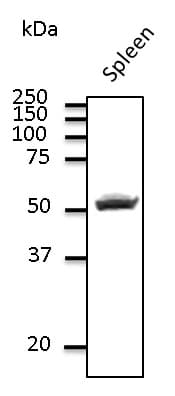 CD4 Antibody
