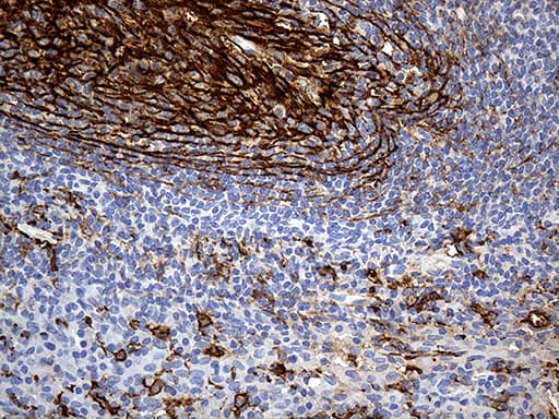 CD14 Antibody (aa20-87, clone OTI9C7)