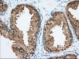 ACAT2 Antibody (clone OTI5C9, Carrier-free)