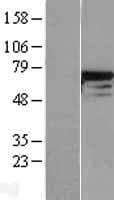 DDX5 Protein (Over-Expression Lysate Myc-DDK (Flag))
