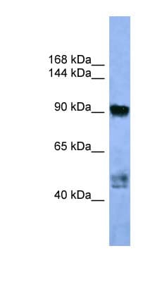 AP2A2 Antibody (aa612-661)