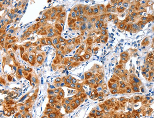 VWA5A Antibody