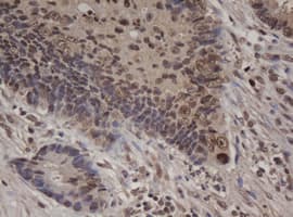 JUN / c-Jun Antibody (clone OTI2D11)