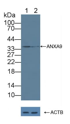 ANXA9 Antibody (aa1-345)