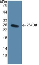 CD40L Antibody (aa48-244)