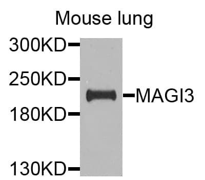 MAGI3 Antibody