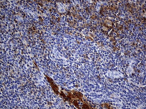 CYTH4 / PSCD4 Antibody (clone OTI4A5)