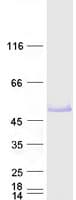 Human FOXP3 Protein (Recombinant Myc-DDK (Flag))