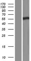 SEPT8 / Septin 8 Protein (Over-Expression Lysate Myc-DDK (Flag))