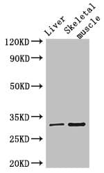 RSPH9 / C6orf206 Antibody