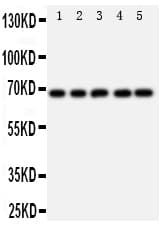PTPN11 / SHP-2 / NS1 Antibody (aa582-597)