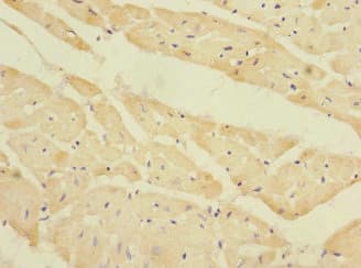 EAF2 / U19 Antibody