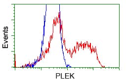 PLEK / Pleckstrin Antibody (clone OTI2D11)