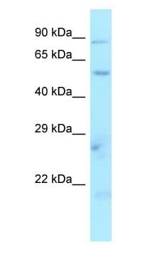 SLC36A1 Antibody (N-Terminus)