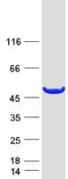Human AMDHD1 Protein (Recombinant Myc-DDK (Flag))