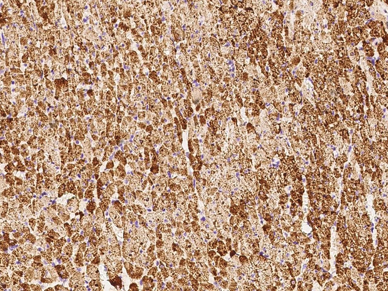 VDAC1 / PORIN Antibody (Preservative Free)