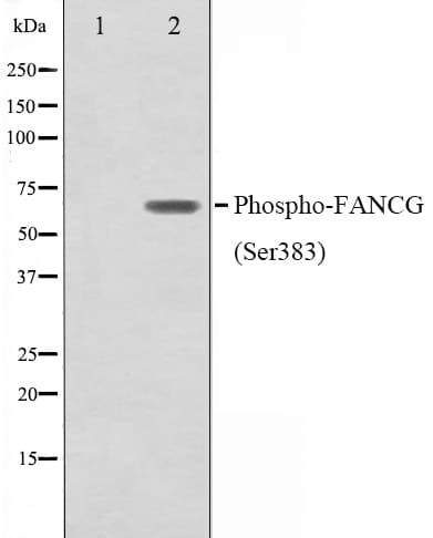 Polyclonal Rabbit anti-Human FANCG Antibody (phospho-Ser383, WB)