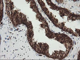 POGK Antibody (clone OTI2G8)