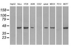 PPP1R7 Antibody (clone OTI3E7)
