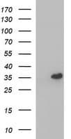POLR3GL Antibody (clone OTI2F11, Carrier-free)