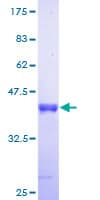 Human ISCA1 Protein (Recombinant GST)