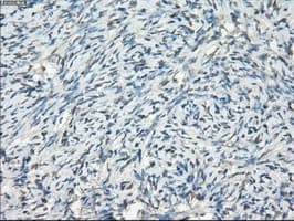 FCGR2 / CD32 Antibody (clone OTI13G9)