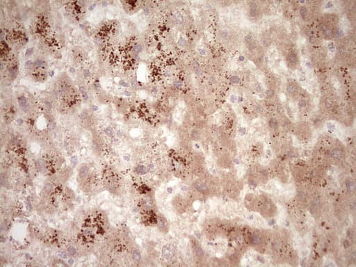 SPP1 / Osteopontin Antibody (aa17-314, clone OTI5E4)