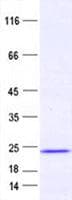 Human PRR13 Protein (Recombinant His, N-Terminal)