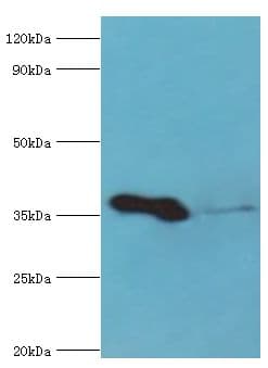 AUH Antibody (aa68-339)