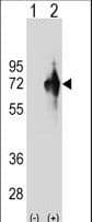 KLHDC4 Antibody (aa237-265)