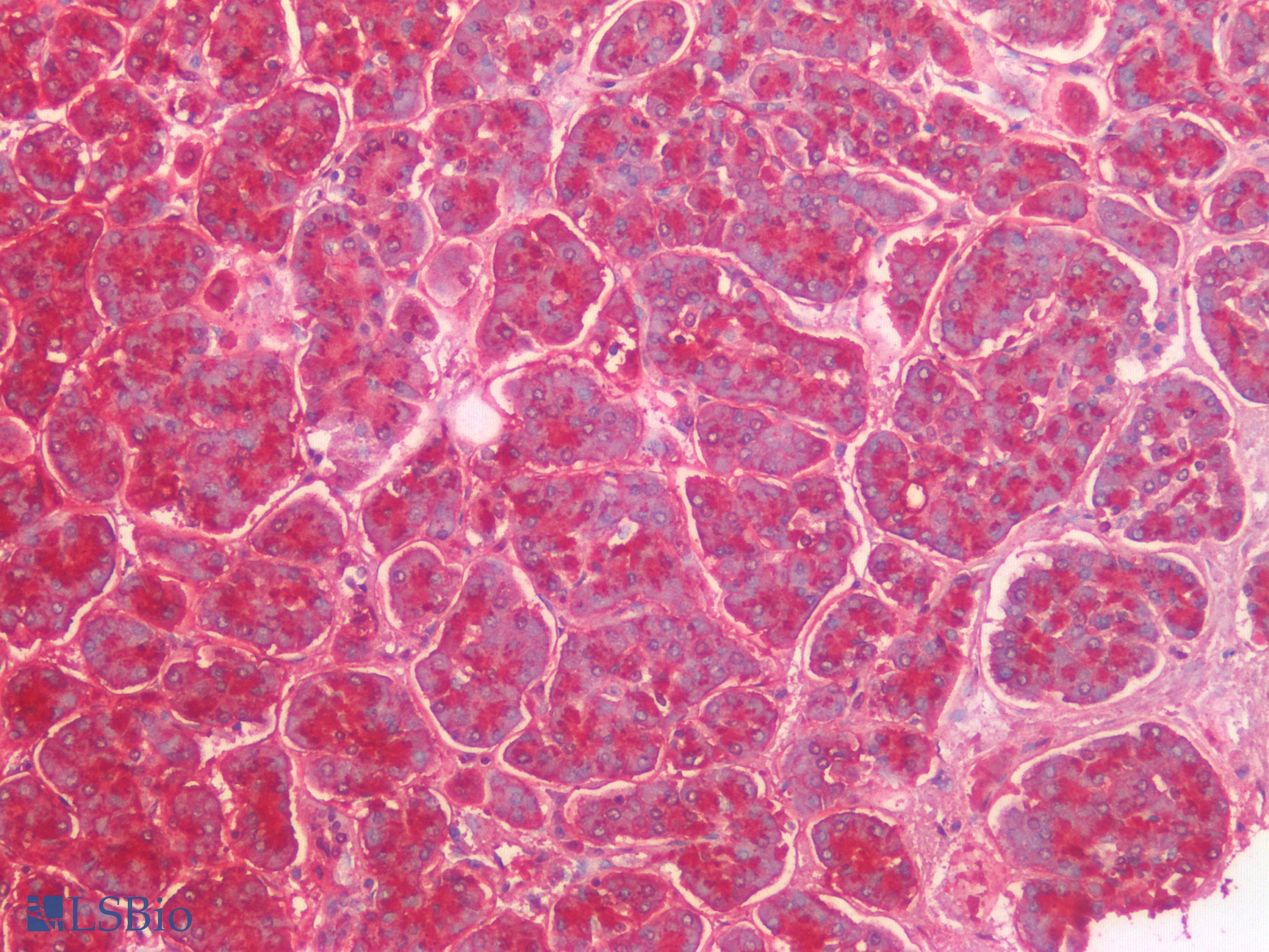 IHC-plus™ Lewis y / BG8 / CD174 Antibody (Concentrated)