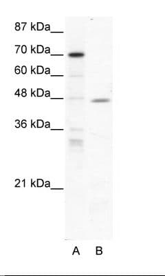 EAR2 / NR2F6 Antibody (aa264-313)