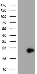 IL15 Antibody (aa49-162, clone OTI3D4, Carrier-free)