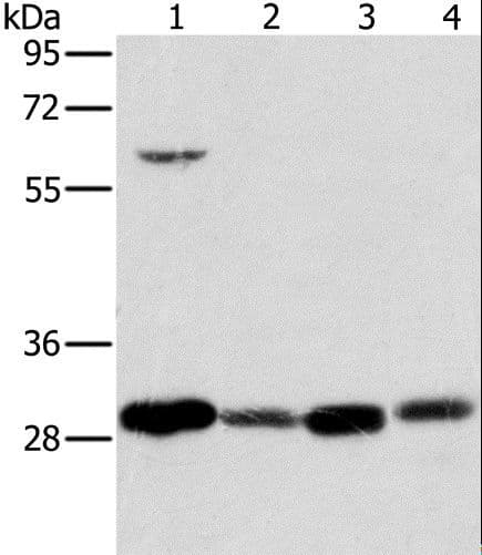 MRPL28 Antibody