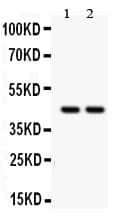 Polyclonal Rabbit anti-Human RUNX3 Antibody (IHC, WB)