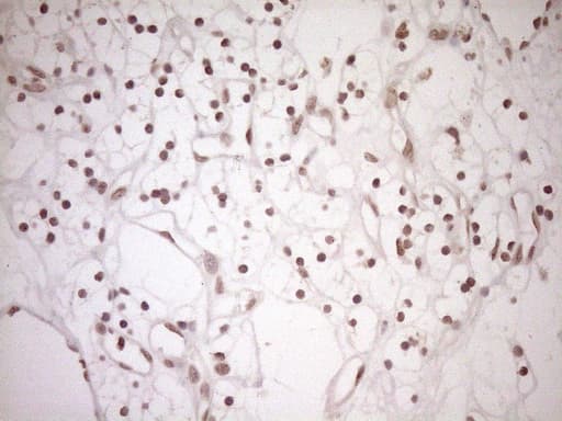 CWC27 Antibody (aa145-472, clone OTI4C1)