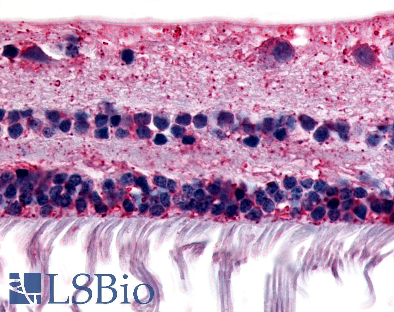 IHC-plus™ RGR Antibody (Extracellular Domain)