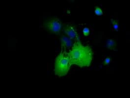 DYNC1LI1 Antibody (clone OTI1G9)