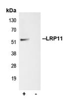 LRP11 Antibody (Internal)