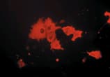 Myc Tag Antibody (clone PL14)