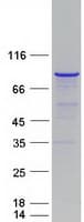 Human MPP5 Protein (Recombinant Myc-DDK (Flag))