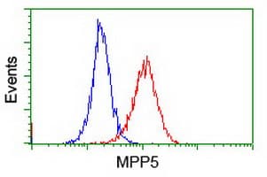 MPP5 Antibody (clone OTI2D3)