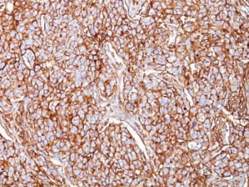 CD44 Antibody (clone SPM521, Azide-free, BSA-free)