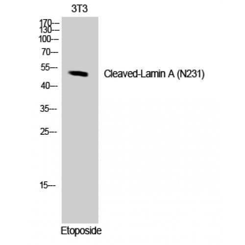 LMNA / Lamin A+C Antibody (180-260 aa, Internal)